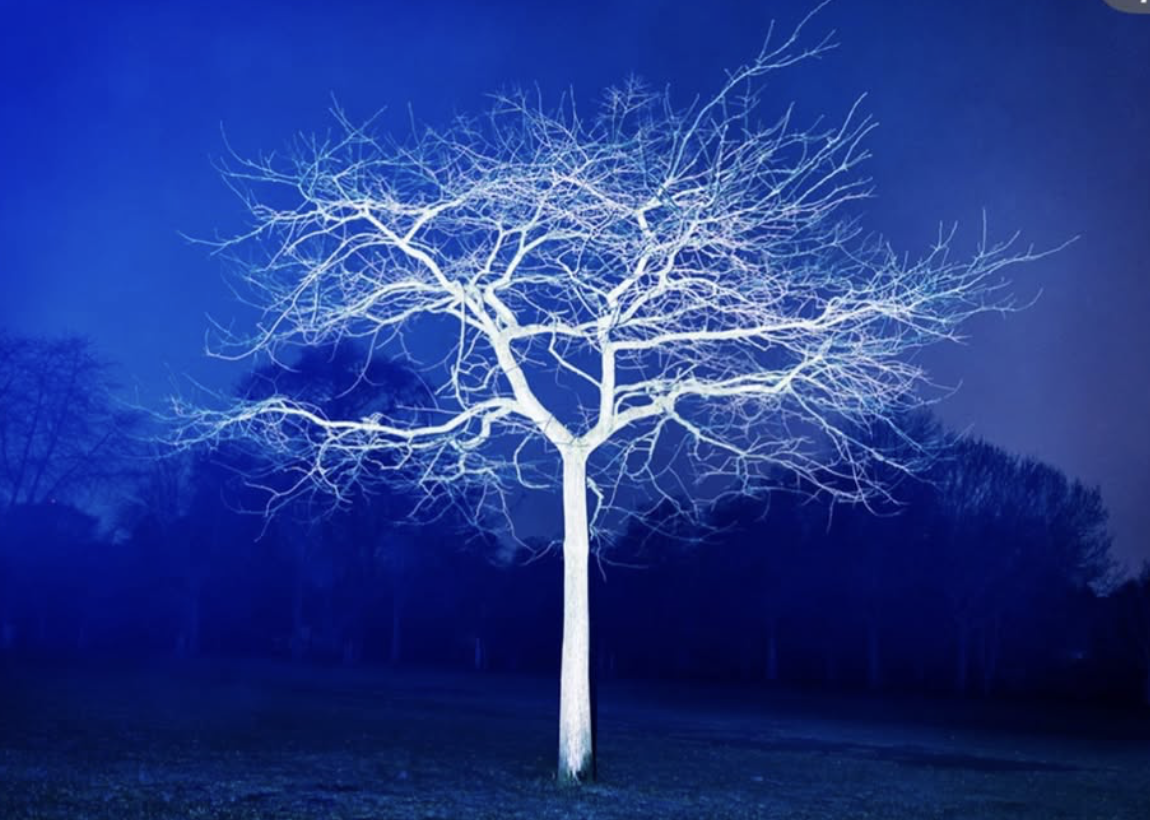 Victoria's Trees by Immo Klink